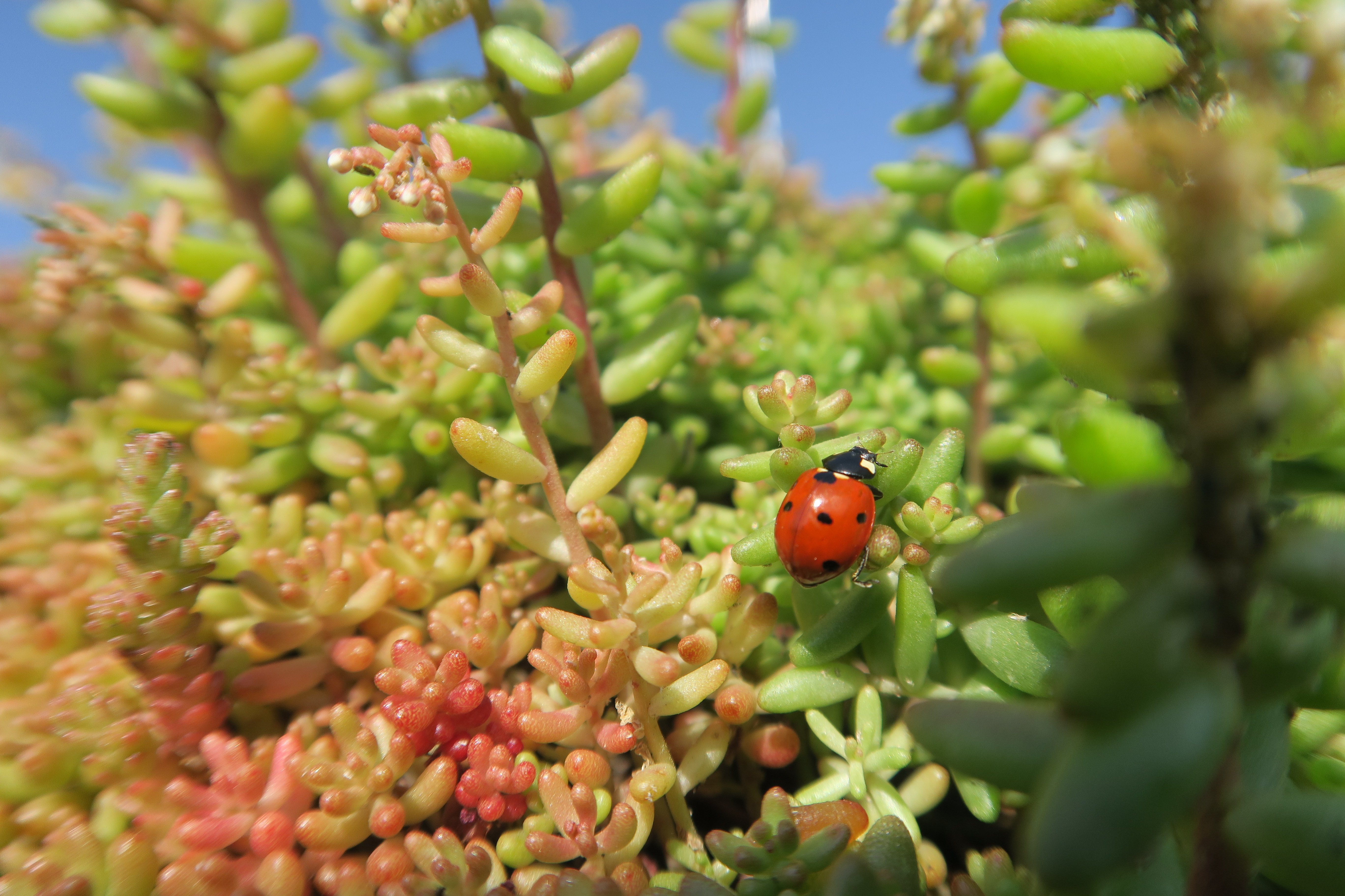 34_LJ_Ladybird_Danilo_Bevk