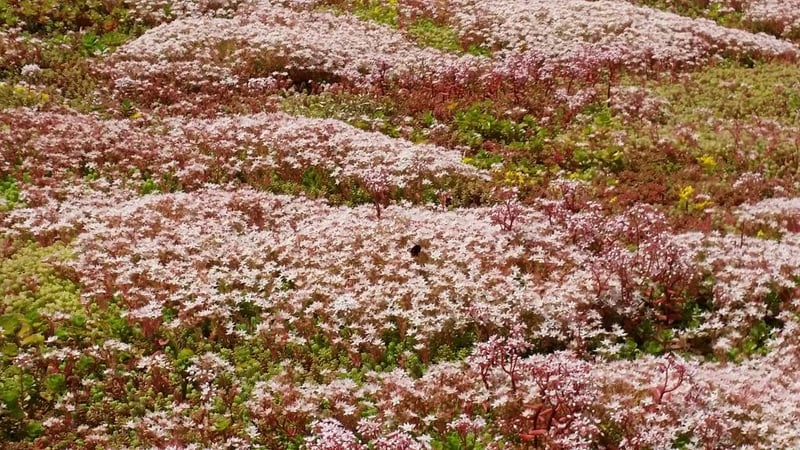 Flowering_Sedum_Album_S.jpg