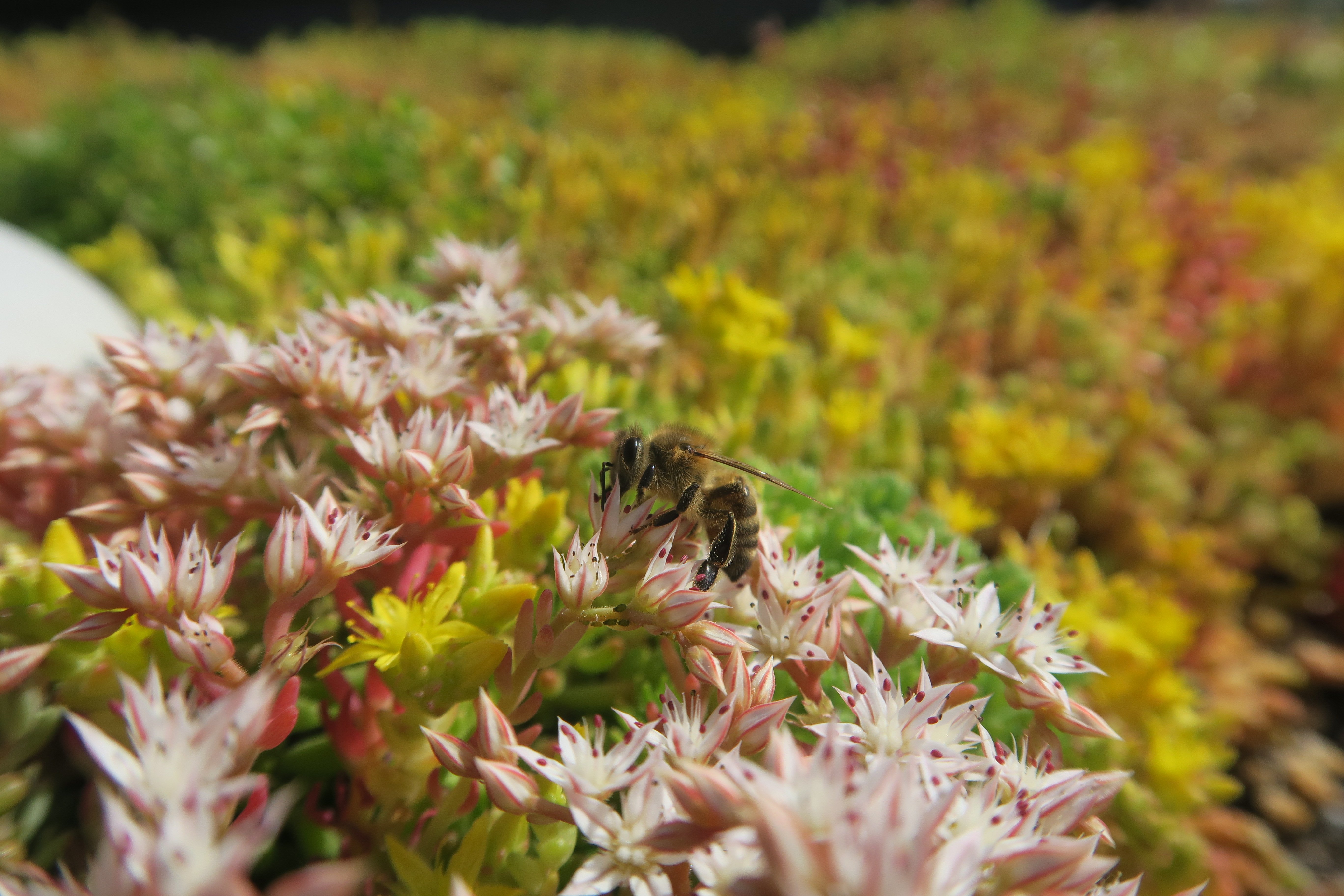 02_LJ_Honeybee_Danilo_Bevk