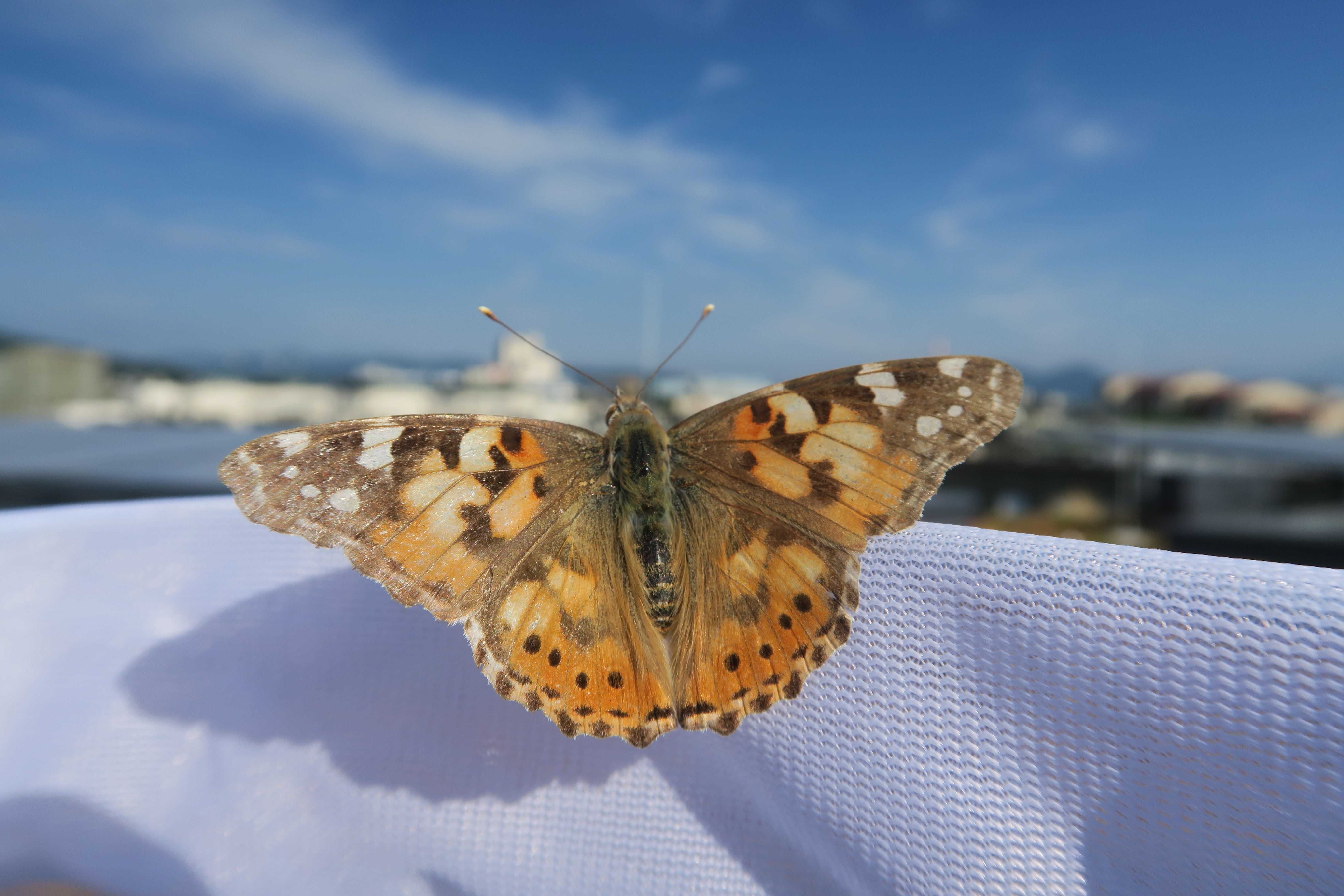 30_LJ_Butterfly_Danilo_Bevk-1