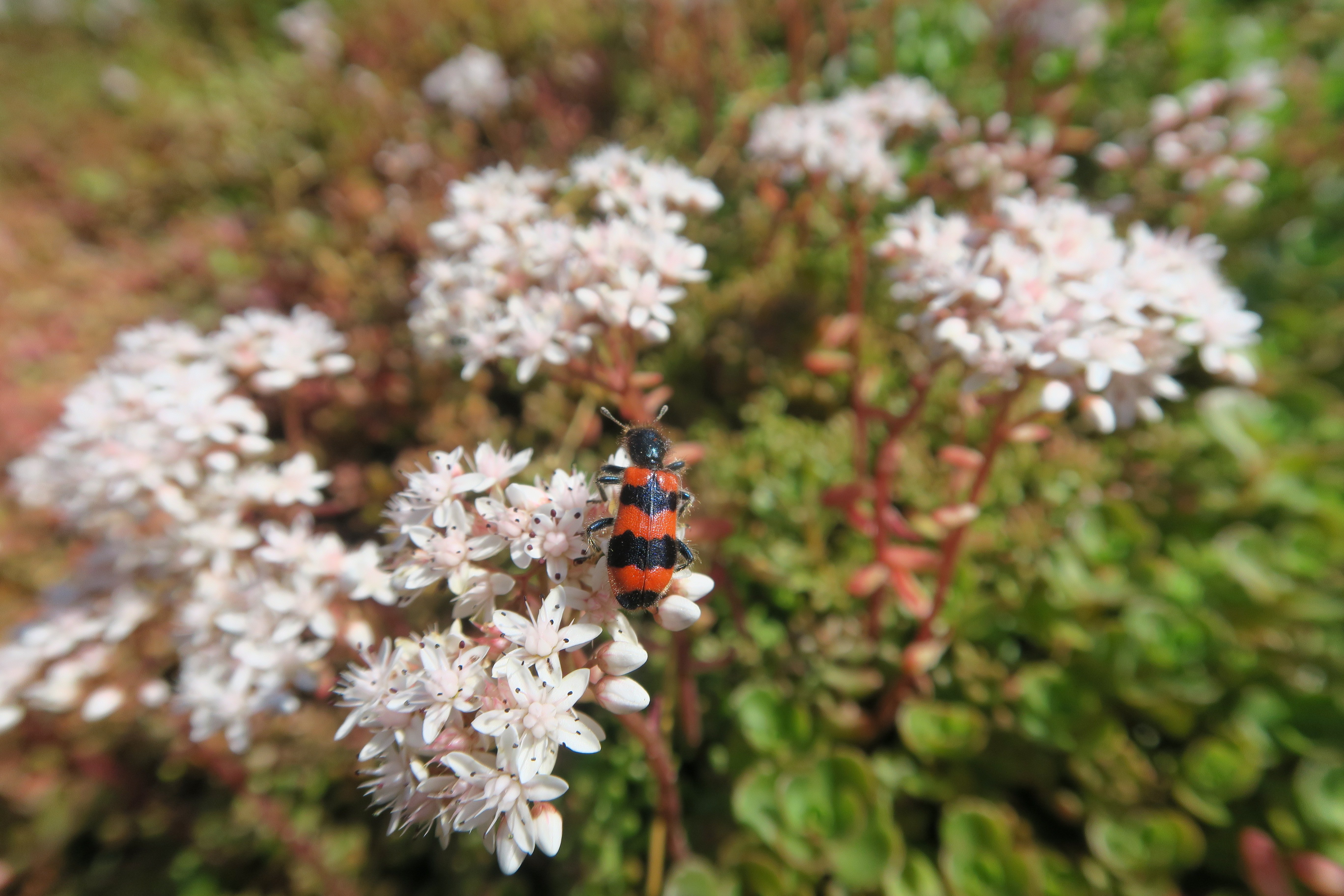 37_ŠL_Beetle_Danilo_Bevk