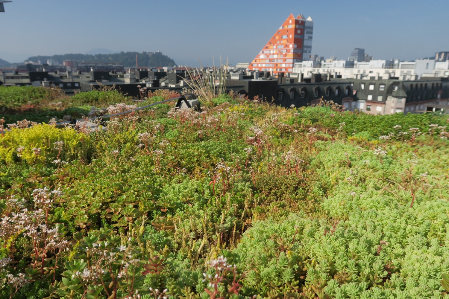 44_LJ_Danilo_Bevk-e1628157257823