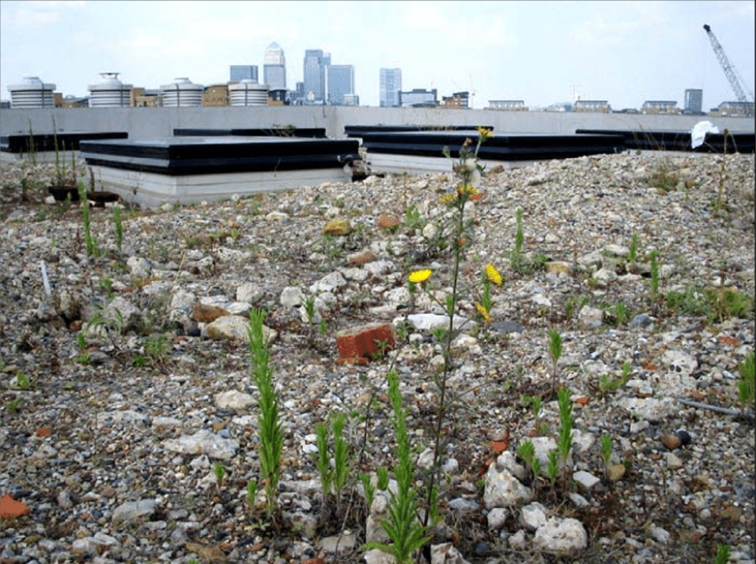 On passe à l’action ! Toiture végétalisée contre « toiture brune »